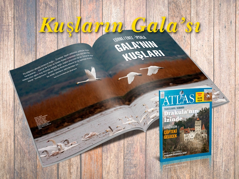 kuslarin-galasi