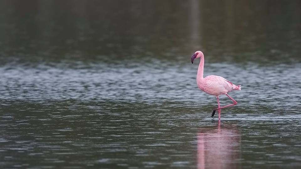 izmirin-flamingolarina-afrikadan-destek
