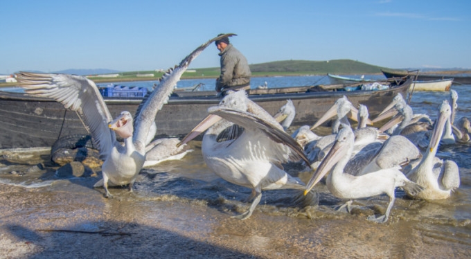pelikanlar-koylulerin-pesini-birakmiyor