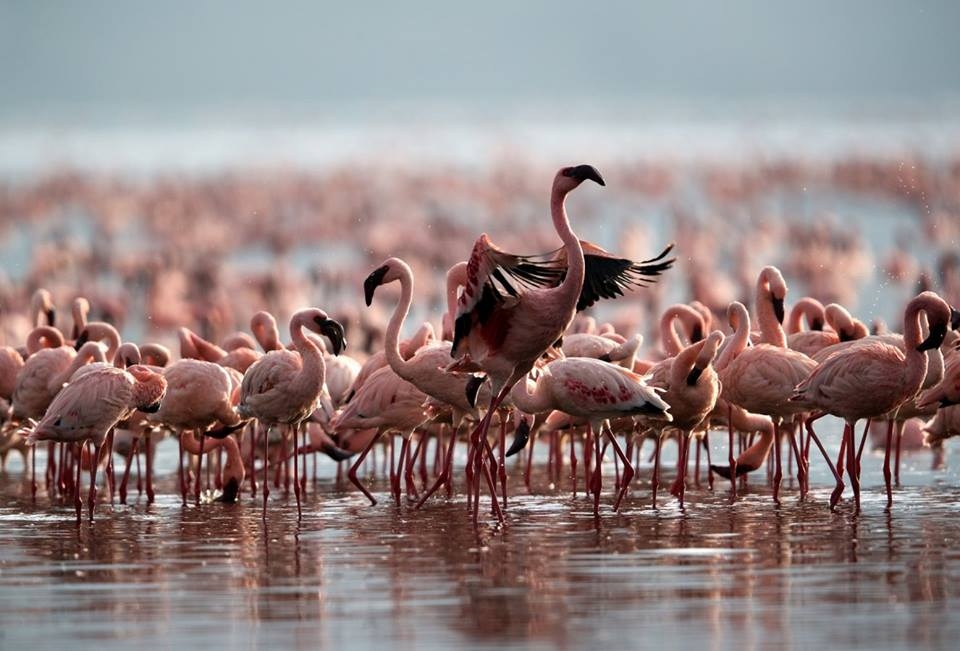 tanzanyada-on-yillik-mucadeleyi-flamingolar-kazandi