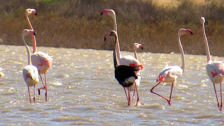 siyah-flamingo-7-yil-aradan-sonra-tekrar-turkiye-de-