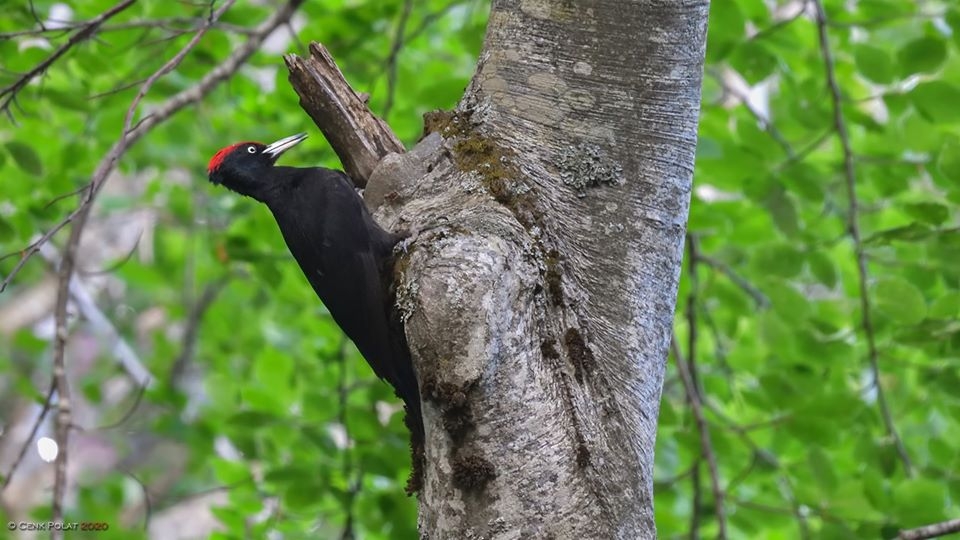 canakkalenin-kara-agackakanlari