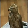 pencesiz-kalan-saz-delicesi---