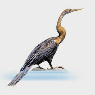 African Darter