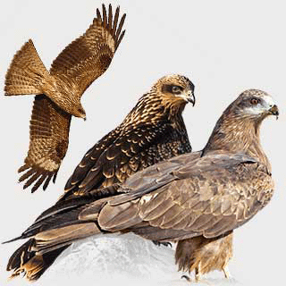 Black Kite