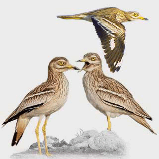 Eurasian Stone-curlew