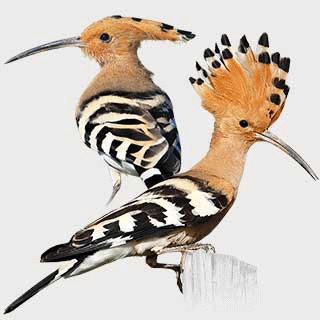 Common Hoopoe