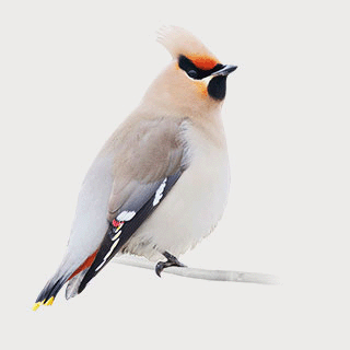 Bohemian Waxwing