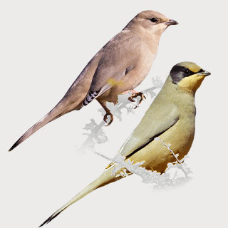 Grey Hypocolius