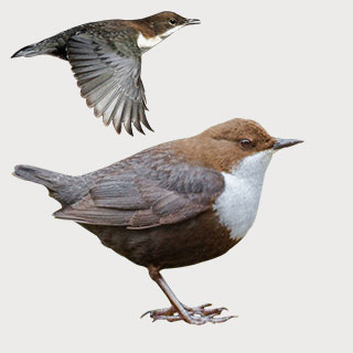 White-throated Dipper