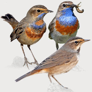 Bluethroat