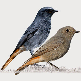 Black Redstart