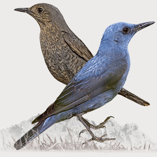 Blue Rock Thrush