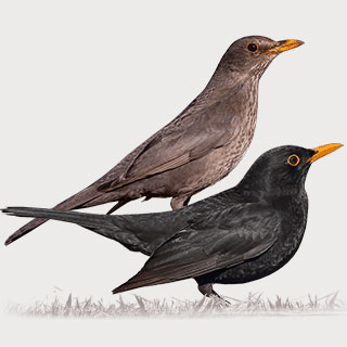 Common Blackbird