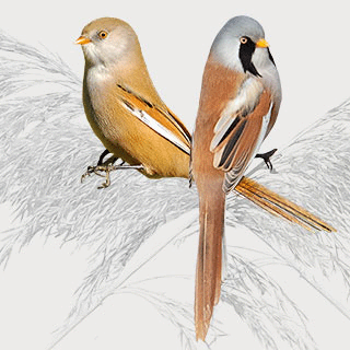 Bearded Reedling