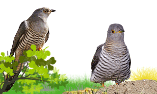 Common Cuckoo