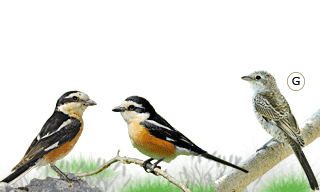 Masked Shrike