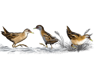 Little Crake