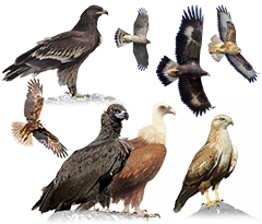 Kites, Hawks, Eagles