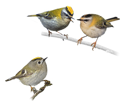 Goldcrests, Kinglets