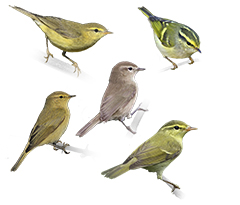 Leaf Warblers & Allies