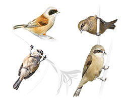 Penduline Tits