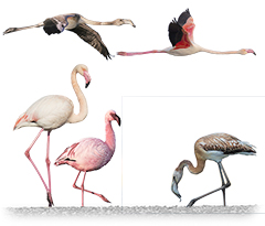 Flamingos
