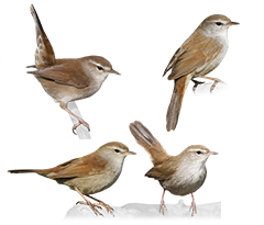 Cettia Bush Warblers & Allies