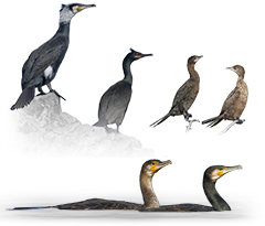 Cormorants, Shags