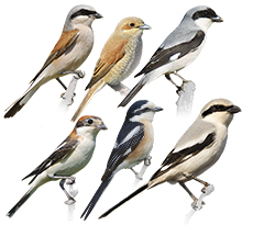 Shrikes