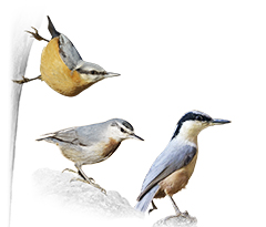Nuthatches
