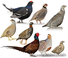 Pheasants & Allies