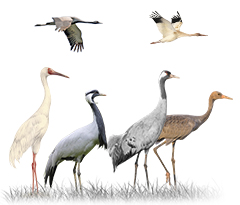 Cranes