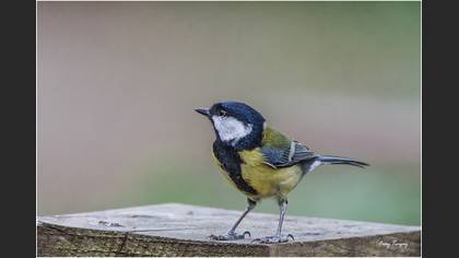 Büyük baştankara » Great Tit » Parus major