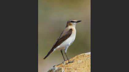 Kuyrukkakan » Northern Wheatear » Oenanthe oenanthe