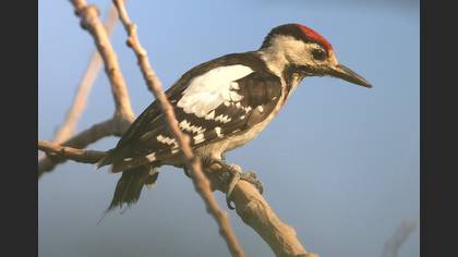 Alaca ağaçkakan