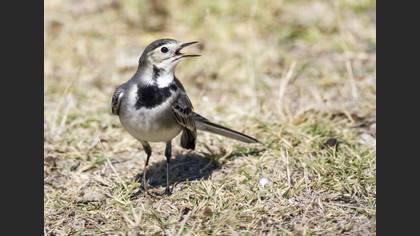 Ak kuyruksallayan » White Wagtail » Motacilla alba