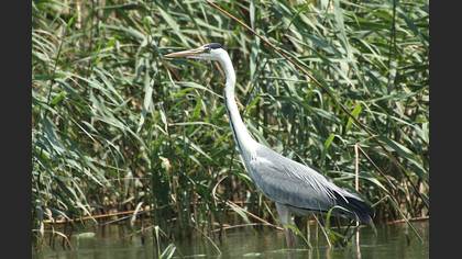 Gri balıkçıl » Grey Heron » Ardea cinerea