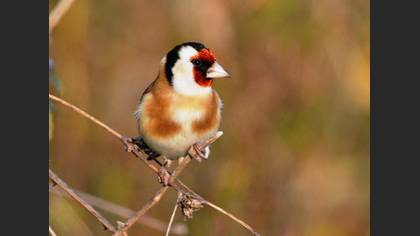 Saka » European Goldfinch » Carduelis carduelis