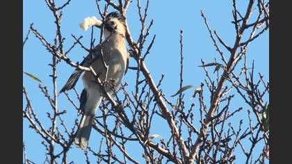 Alakarga » Eurasian Jay » Garrulus glandarius