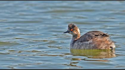 Karaboyunlu batağan
