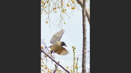 Arapbülbülü » White-spectacled Bulbul » Pycnonotus xanthopygos
