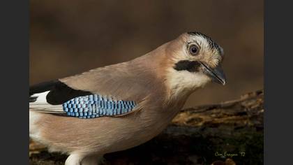 Alakarga » Eurasian Jay » Garrulus glandarius