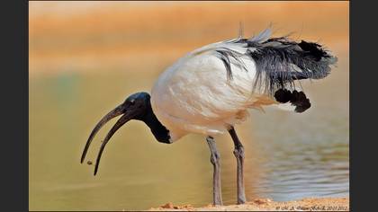 Kutsal aynak