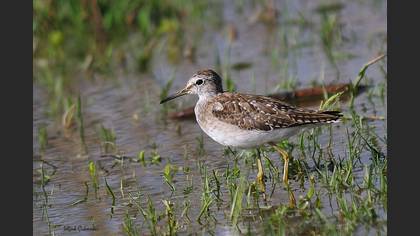 Orman düdükçünü » Wood Sandpiper » Tringa glareola