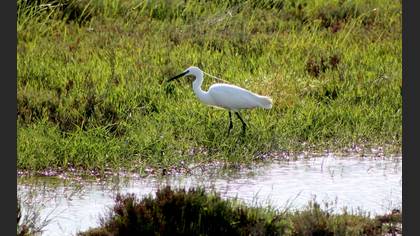 Küçük ak balıkçıl » Little Egret » Egretta garzetta