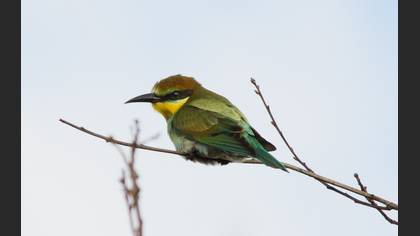 Arıkuşu » European Bee-eater » Merops apiaster