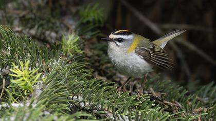 Sürmeli çalıkuşu » Common Firecrest » Regulus ignicapilla