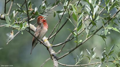 Çütre » Common Rosefinch » Carpodacus erythrinus