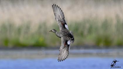 Boz ördek » Gadwall » Mareca strepera